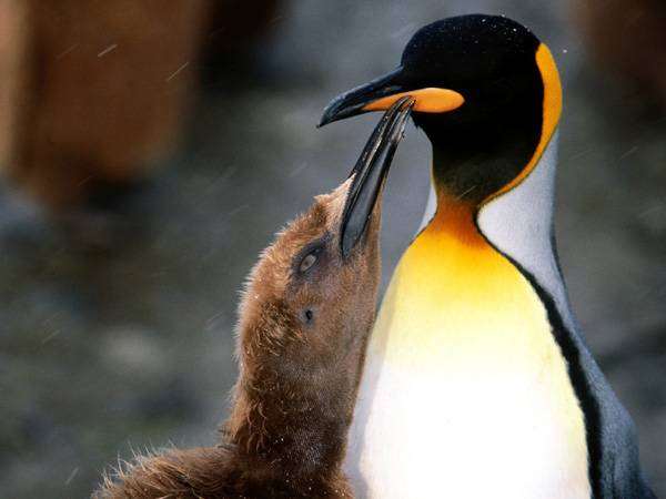 Королевский пингвин с птенцом (Aptenodytes patagonicus), фото новости о животных птицы фотография