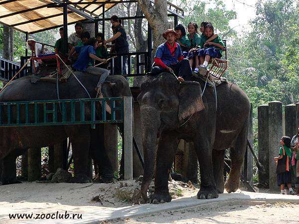Таиланд. Слон катает корейских школьников, фото новости о животных фотография