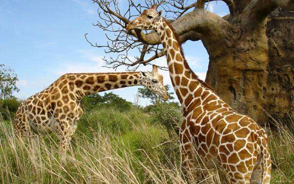 Жирафы (Camelopardalis giraffa), фото новости о животных фотография