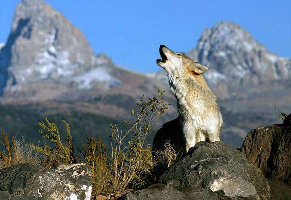 Воющий серый волк в горах, фото новости о животных хищники фотография
