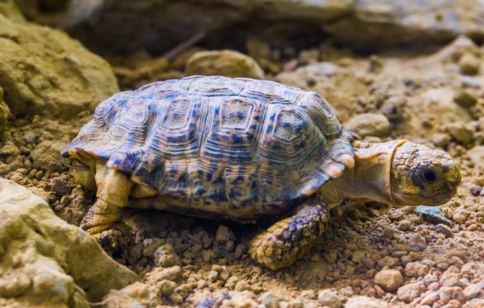 Крапчатая плоская, или намаквалендская черепаха (Homopus signatus), фото пресмыкающиеся картинка