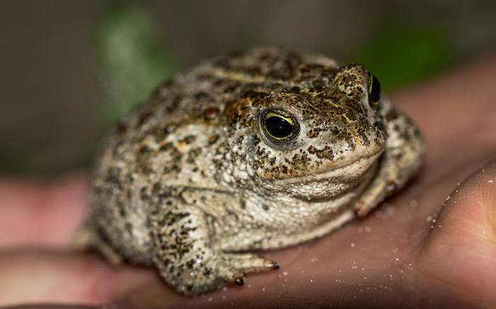 Камышовая жаба (Bufo calamita), фото фотография бесхвостые земноводные
