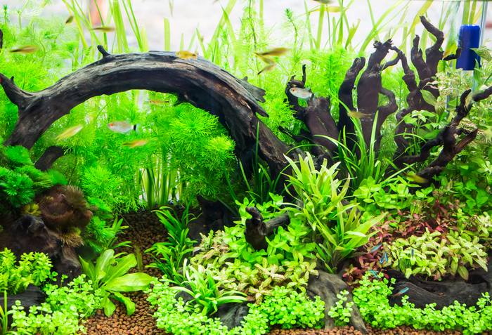 Пресноводный аквариум с корягой, фото фотография аквариумные рыбки