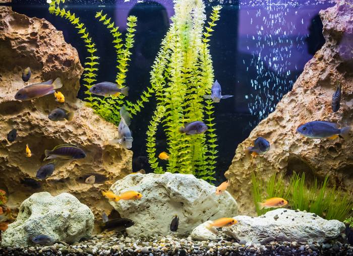 Пресноводный аквариум, фото фотография рыбы