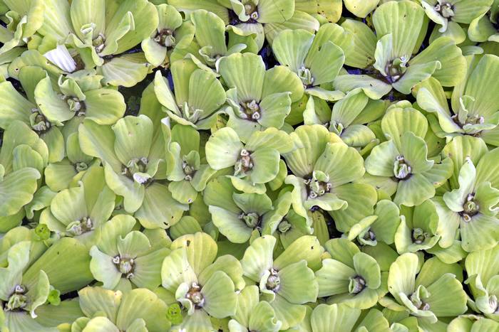 Пистия (Pistia stratiotes), фото фотография водные растения 