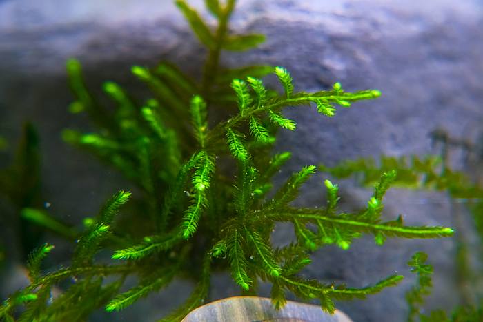 Яванский мох (Vesicularia dubyana), фото фотография аквариумные растения