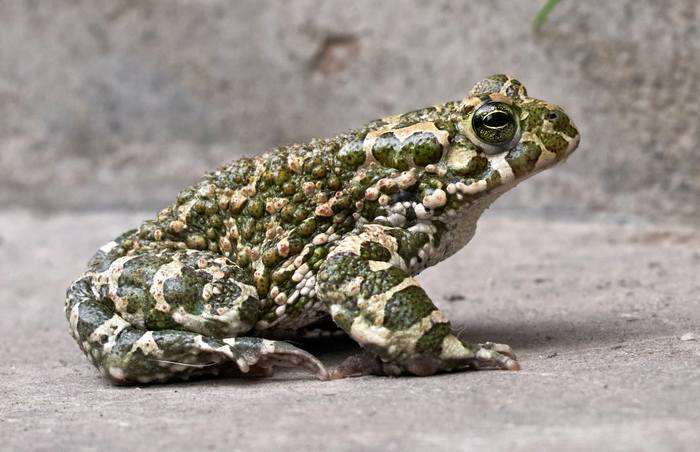 Зеленая жаба: содержание в неволе (Bufo viridis), фото фотография амфибии