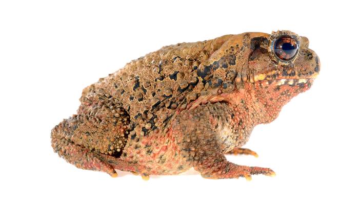 Вьетнамская горная жаба (Ingerophrynus galeatus), фото фотография амфибии