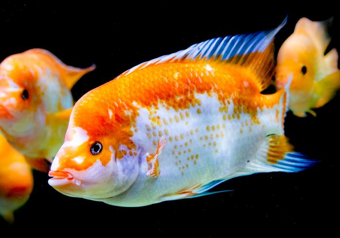 Лимонная цихлазома, цитроновая цихлазома, цитрон, цихлида Мидас (Amphilophus citrinellus), фото фотография аквариумные рыбы