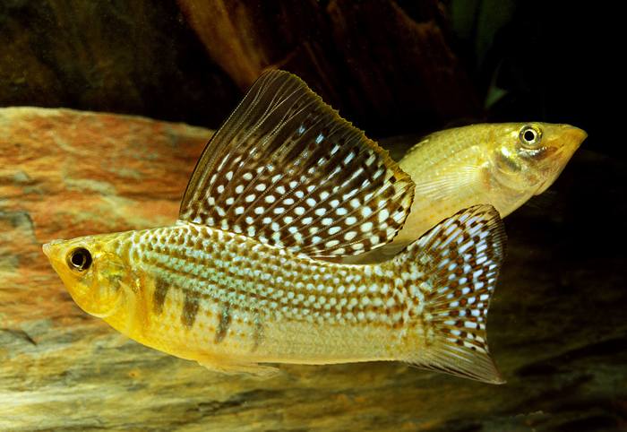 Парусоплавничная пецилия, флаговая пецилия, моллиенезия велифера, парусная моллинезия (Poecilia velifera), фото фотография рыбы