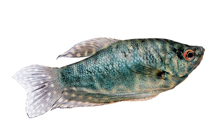 Гурами обыкновенный (Trichopodus trichopterus), фото фотография аквариумные рыбы