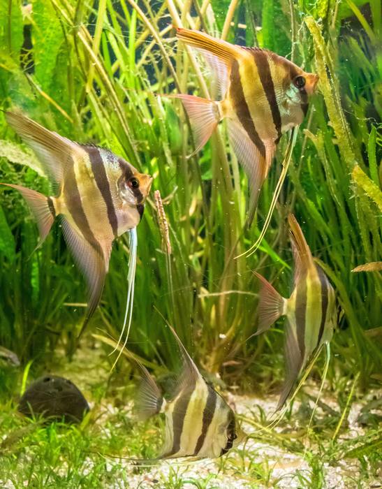 Скалярия (Pterophyllum scalare), фото фотография аквариумные рыбки