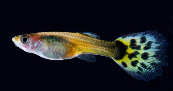 Гуппи (Poecilia reticulata), фото гуппи фотография аквариумные рыбы