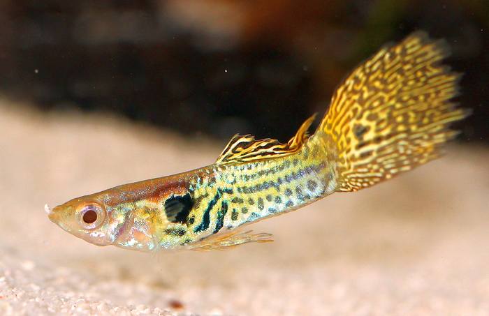 Гуппи (Poecilia reticulata), фото фотография аквариумные рыбы