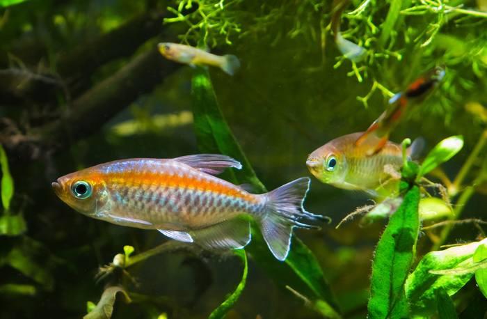 Фенакограмм радужный, конго королевский, радужная тетра (Phenacogrammus interruptus), фото фотография рыбы