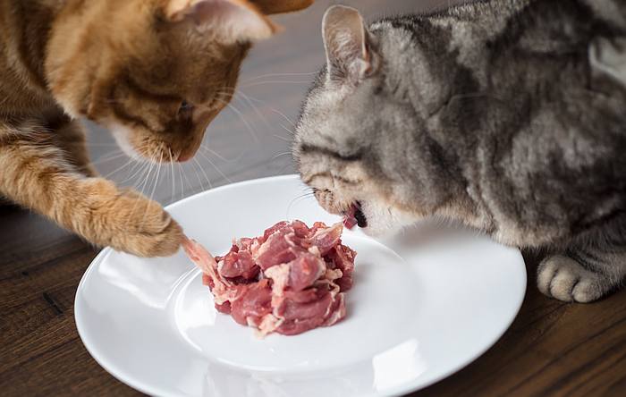 Кошки едят сырое мясо, фото фотографии