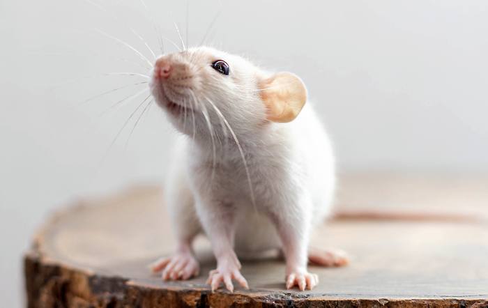 Белая декоративная крыса, фото фотография грызуны