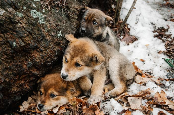Бездомные щенки мерзнут на улице, фото фотография собаки