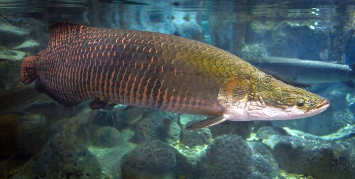 Арапайма (Arapaima gigas), фото фотография рыбы