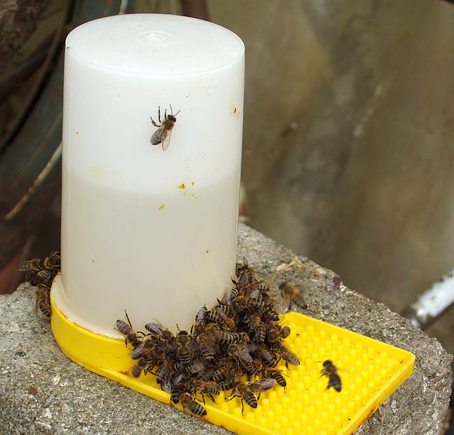 Кормушка для пчел, фото фотография медоносные пчелы