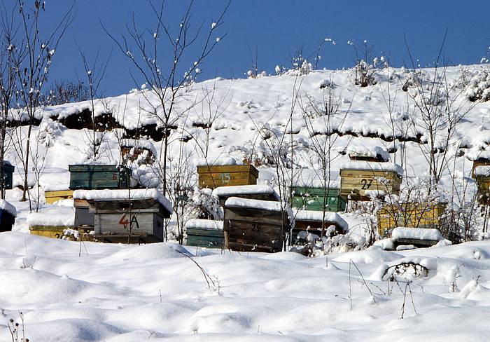 Пчелиные ульи зимой в снегу, фото фотография медоносные пчелы