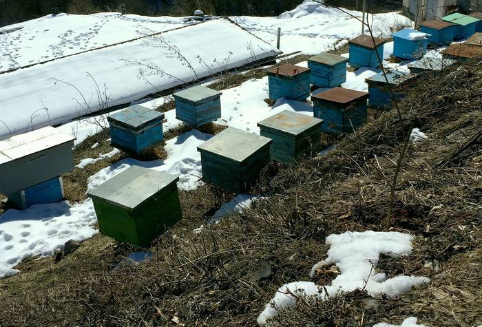 Пчелиные ульи в марте, фото фотография медоносные пчелы