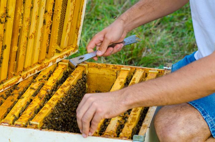 Пчеловод проверяет ульи соты, фото фотография пчеловодство