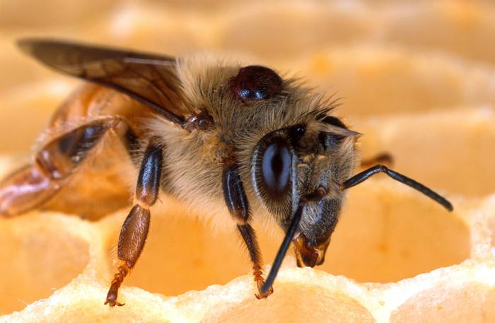 Пчела с клещом варроа, фото фотография медоносные пчелы