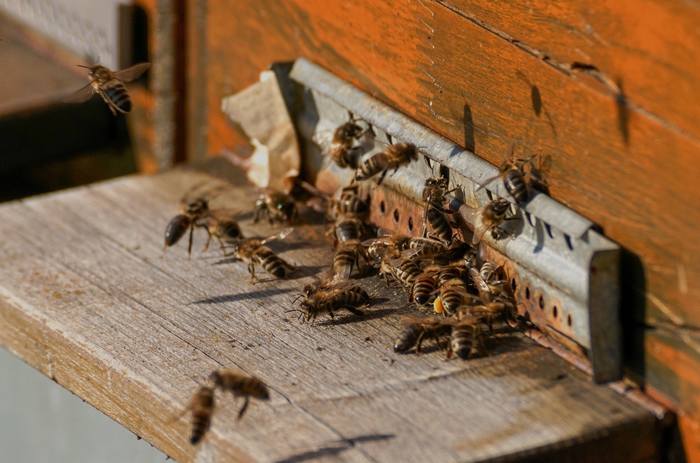 Пчелы у летка улья, фото фотография медоносные пчелы
