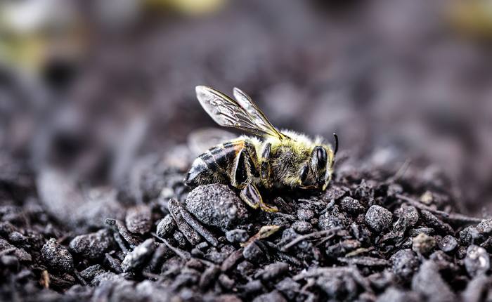 Мертвая пчела, фото фотография медоносные пчелы