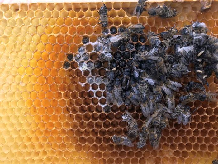 Мертвые пчелы, погибшие от варроатоза пчел, фото фотография медоносные пчелы