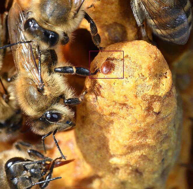 Пчелиная вошь (Braula соеса), фото фотография болезни пчел