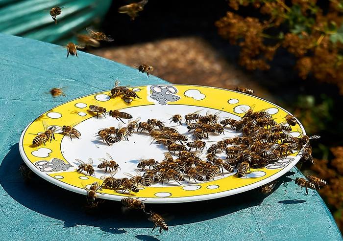 Кормление поение лечение пчел, фото фотография медоносные пчелы