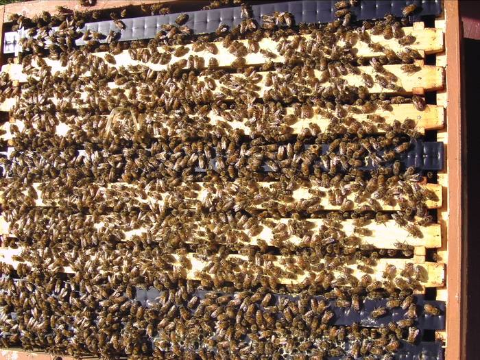 Пчелы в улье, фото фотография медоносные пчелы