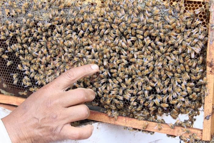 Пчеловод осматривает рамку и пчел, фото фотография медоносные пчелы