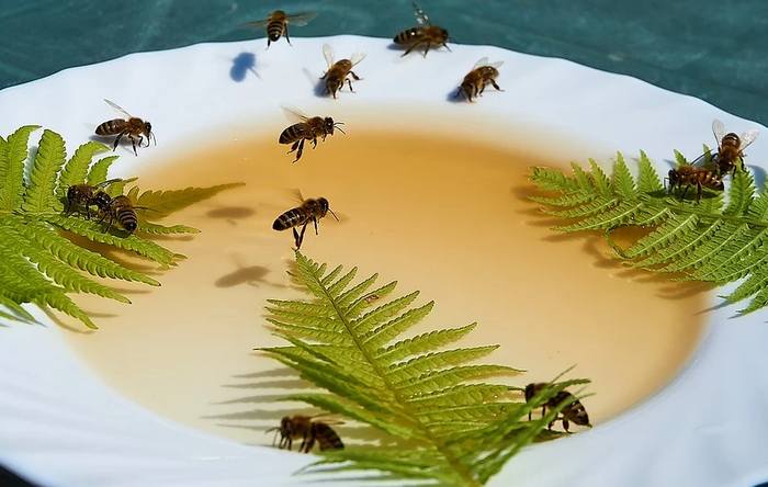 Подкормка, лечебные препараты для пчел, фото фотография медоносные пчелы