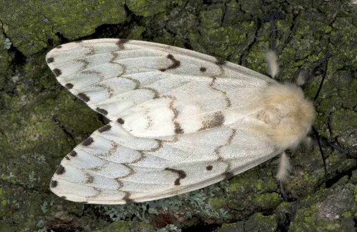 Непарный шелкопряд (Lymantria dispar), фото бабочки фотография