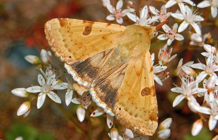 Совка шалфейная (Heliothis peltigera), фото бабочки фотография