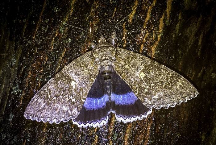Голубая орденская лента (Catocala fraxini), фото бабочки фотография