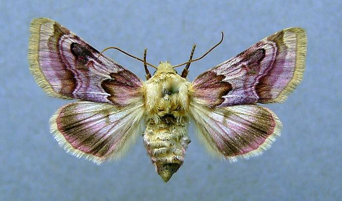 Шпорниковая совка (Periphanes delphinii), фото бабочки фотография