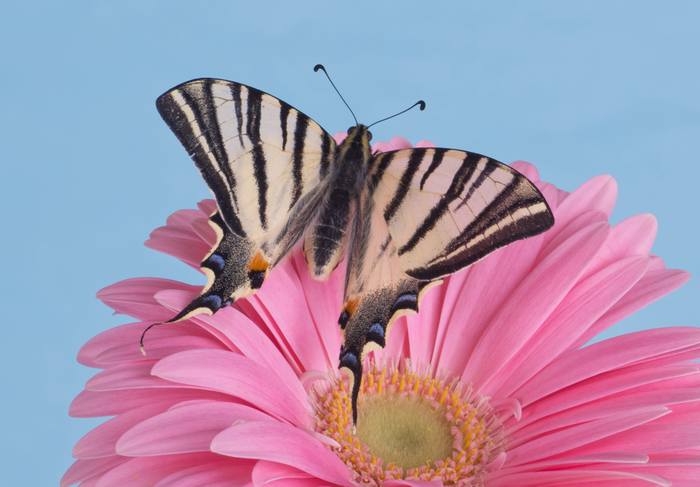 Подалирий (Iphiclides podalirius), фото бабочки фотография