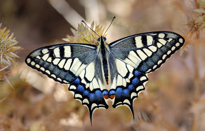 Махаон (Papilio machaon), фото бабочки фотография