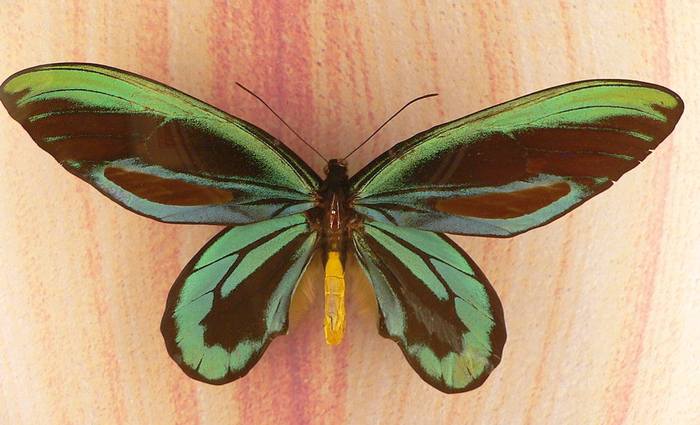 Птицекрылка королевы Александры (Ornithoptera alexandrae), фото бабочки фотография