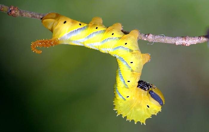 Бражник мертвая голова (Acherontia atropos), гусеница, фото бабочки фотография