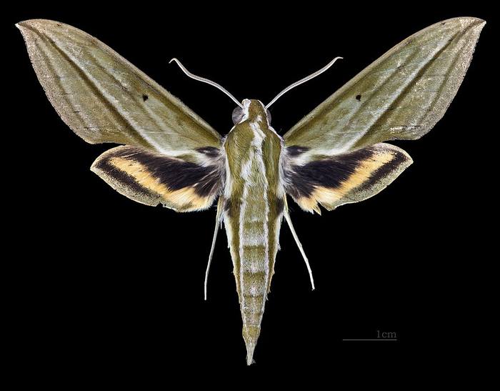 Cechenena pollux, фото бабочки фотография