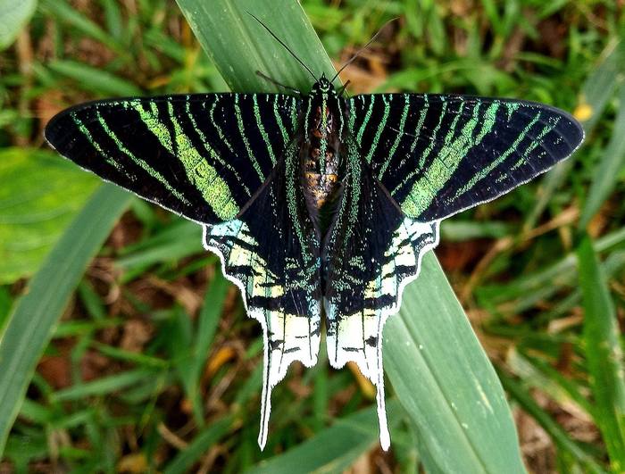 Урания лейлус (Urania leilus), фото бабочки фотография