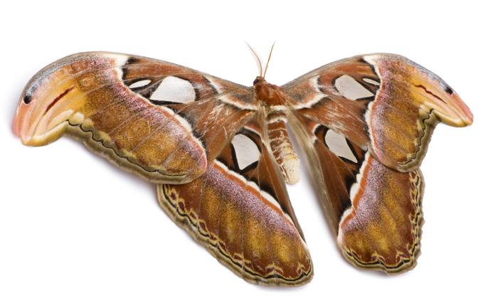 Павлиноглазка атлас (Attacus atlas), фото бабочки фотография