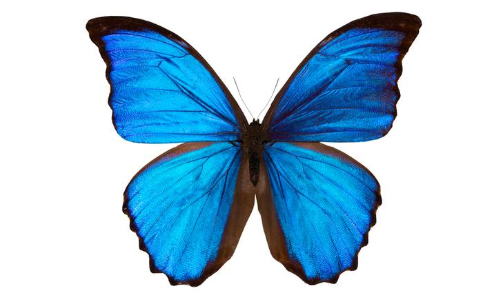 Морфо дидиус (Morpho didius), фото бабочки фотография