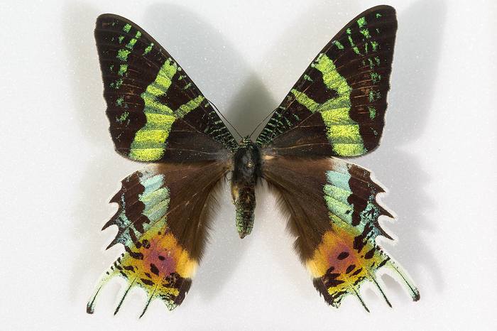 Мадагаскарская урания (Chrysiridia rhipheus), фото бабочки фотография