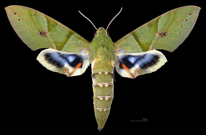 Американский виноградный бражник (Eumorpha labruscae), фото бабочки фотография